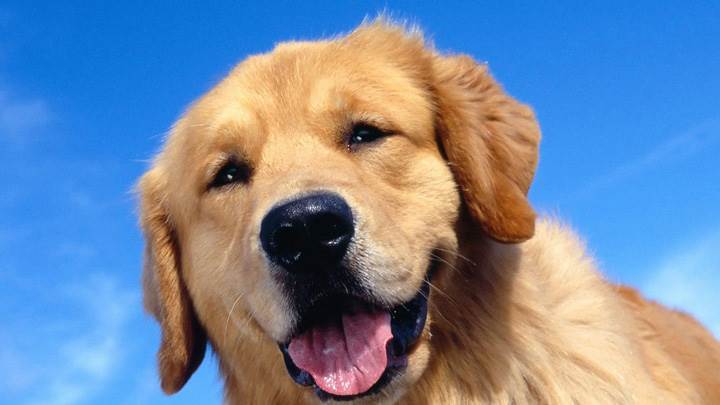 Golden Retriever – Are You Looking At The Cam